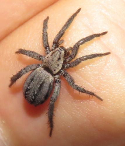 Berlandina cinerea